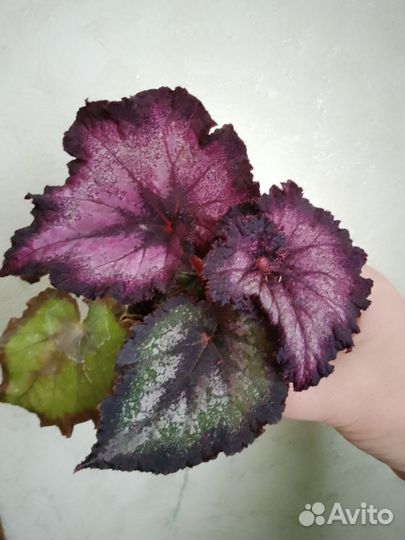 Бегония декоративно лиственная