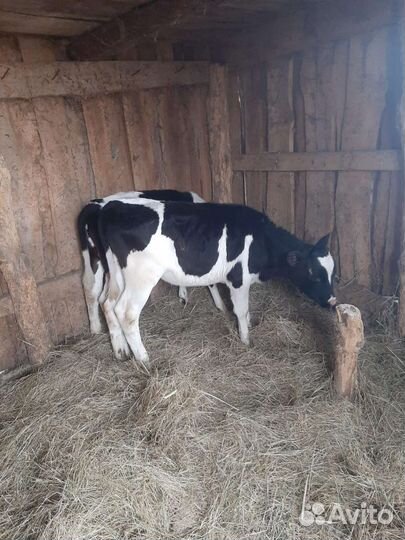 Бычки на откорм телочки на молоко