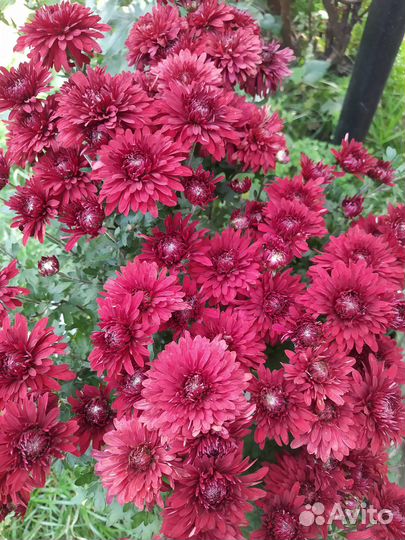 Хризантемы многолетние