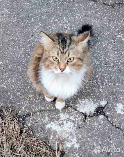 Кот Барсик