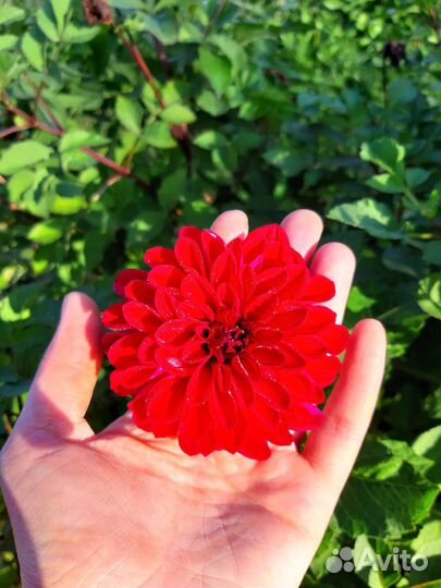 Георгины клубни