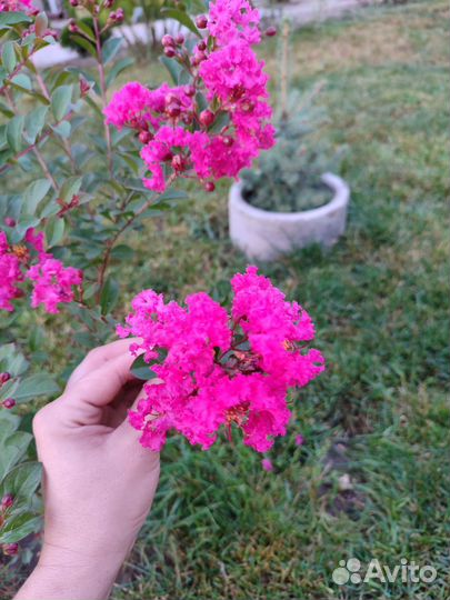 Лагерстрёмия индийская (индийская сирень)