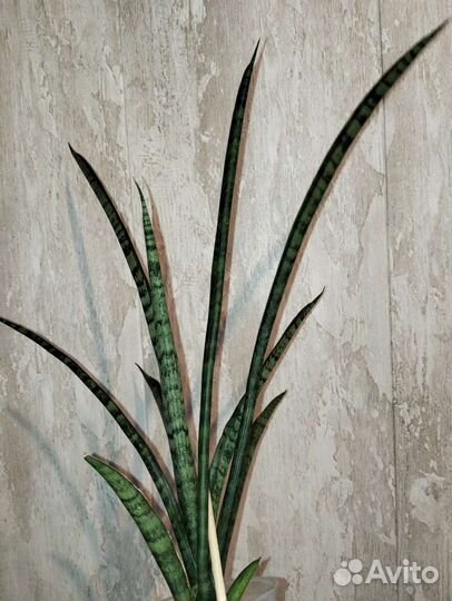 Сансевиерии сортовые от