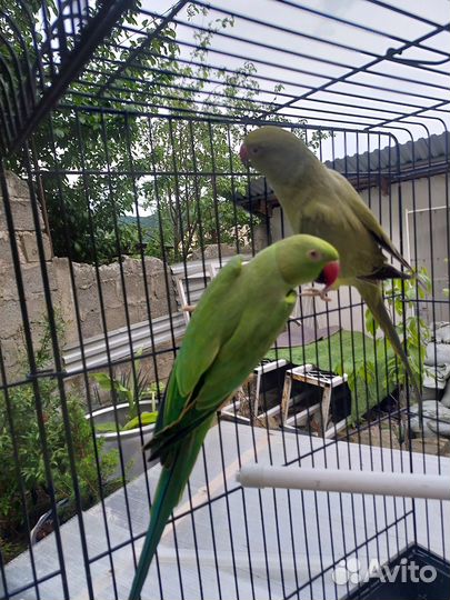 Попугай ожереловый