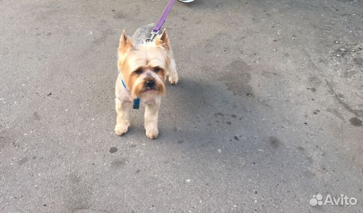 Вязка Ерка Бесплатно