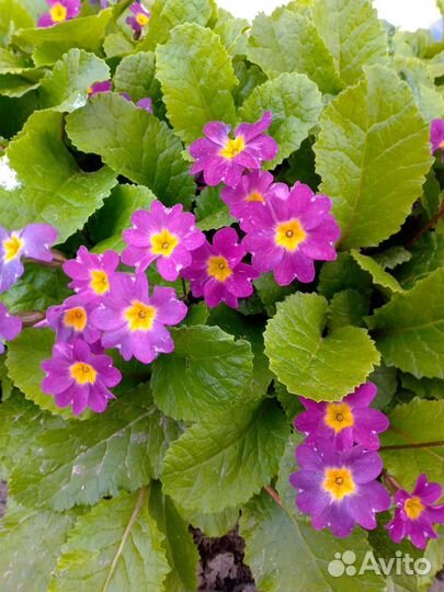 Примула, Эшшольция