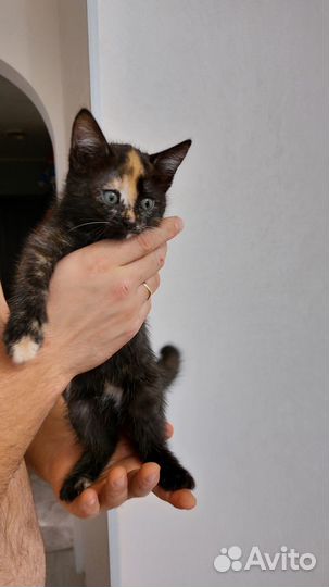 Отдам котят