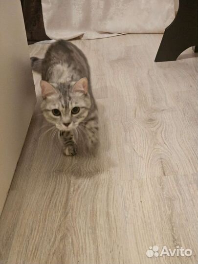 Кошечка в добрые руки