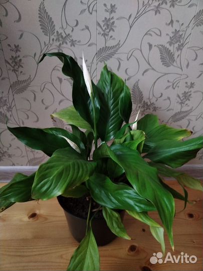 Спатифиллум