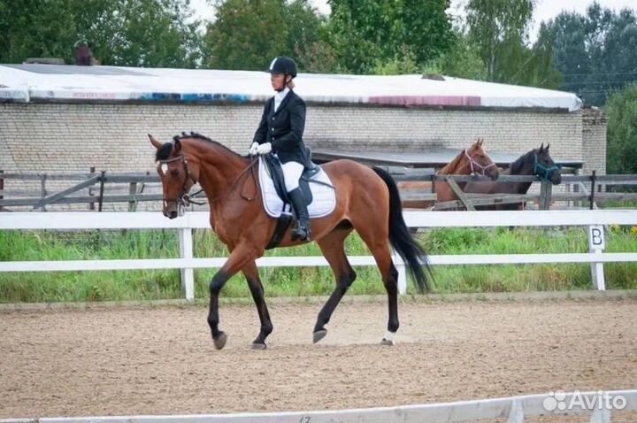 Буденновский мерин 2007 г.р