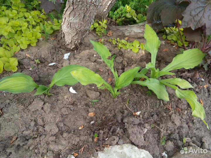 Хосты гейхеры спиреи