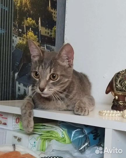 Кошка 1 год в добрые руки