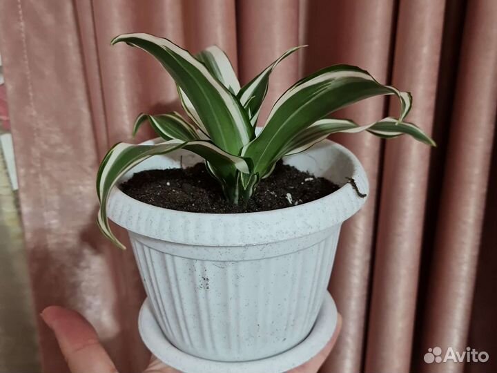 Драцена фрагранс Вайт Джевел