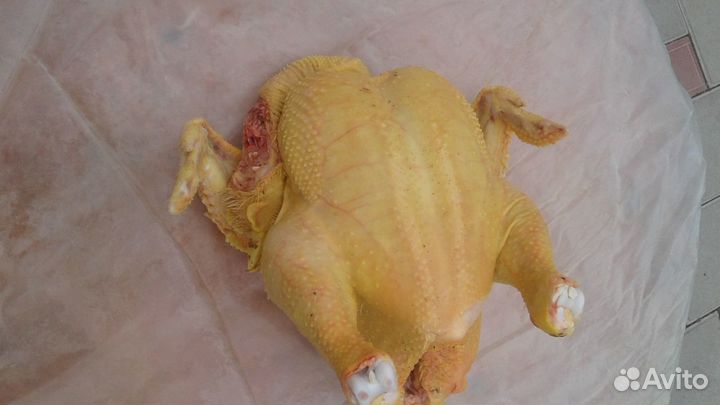 Куры бройлеры