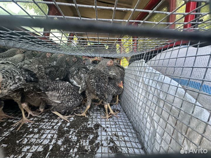 Проодаются цыплята доминанка