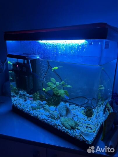 Аквариум
