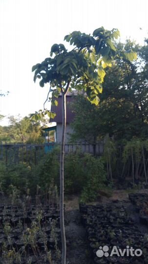 Шелковица плакучая, штамбовые деревья