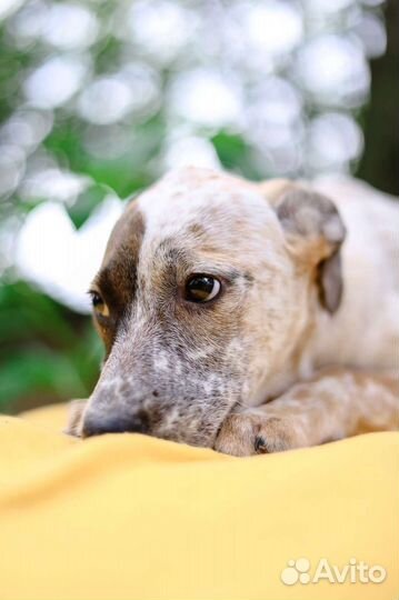 Щенок необычного окраса из приюта ждёт свою семью