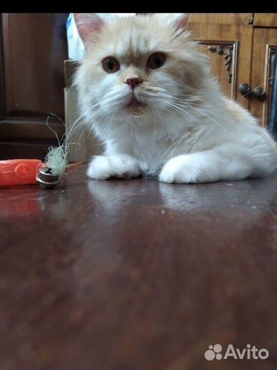 Кот в добрые руки