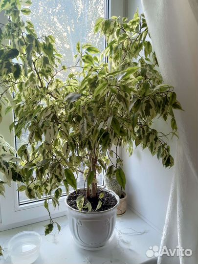 Фикус пестролистный