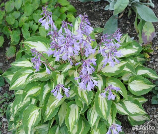 Многолетники для сада и дачи