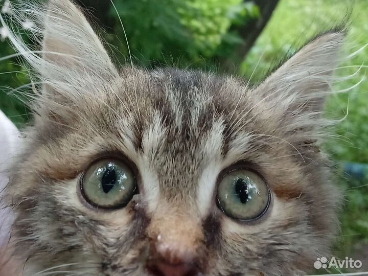 Кошка в дар бесплатно