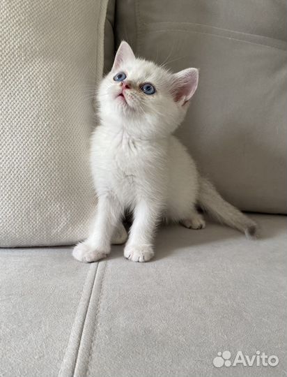 Шотландский котик - окрас ns 1133