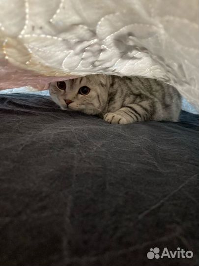 Шотландский кот вязка