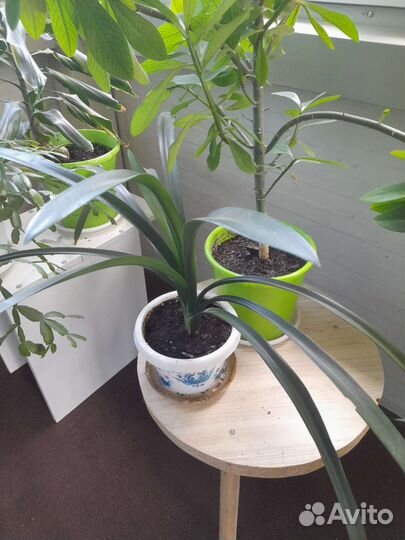 Цветок Кливия