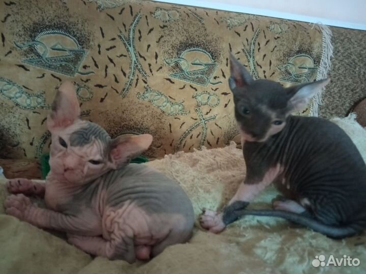 Донской сфинкс