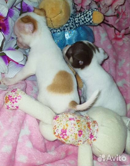 Супер микрики, малышики,чихуахуа доставка