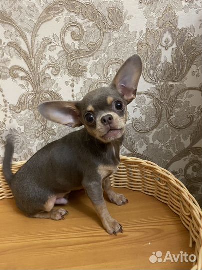Чихуахуа мини мальчик
