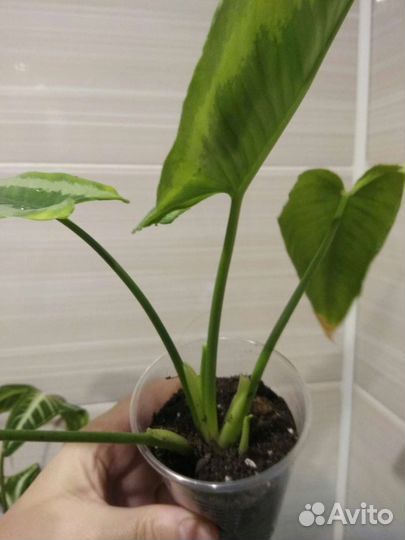 Шизмотоглоттис Валлиши