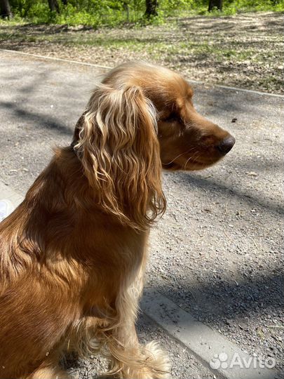 Кокер спаниель