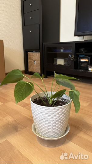 Спатифиллум, антуриум, фикус, Сансевиерия