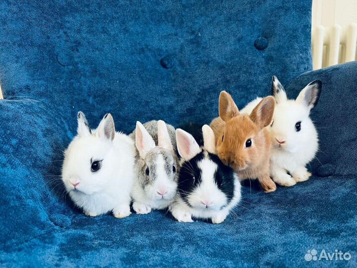 Кролики мини. Большой выбор