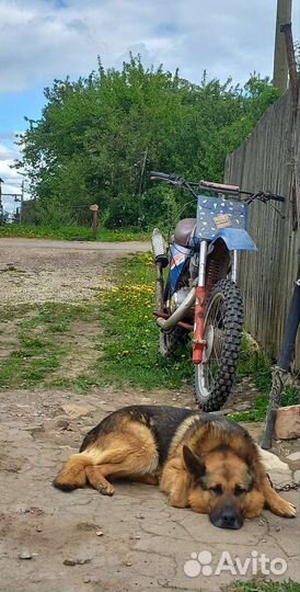 Кроссовый чезет