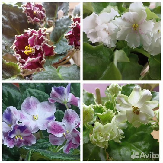 Лист сортовых фиалок