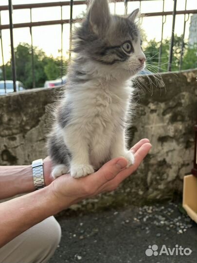 Котик в добрые руки
