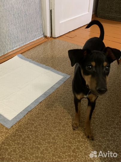 Собака в добрые руки щенок