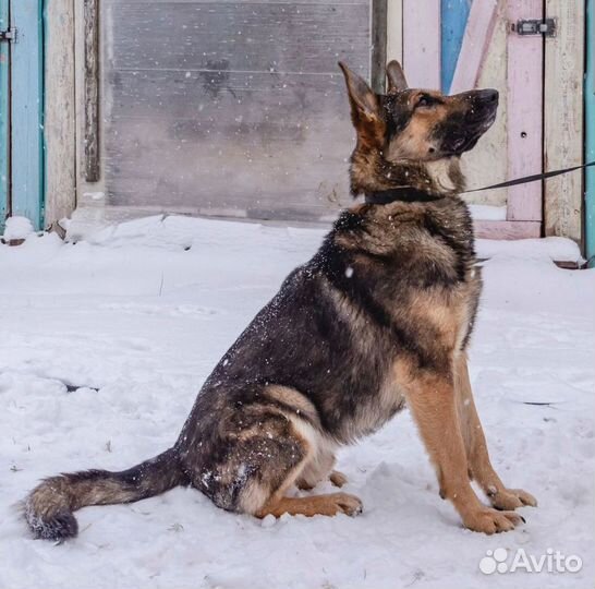 Собака в добрые руки