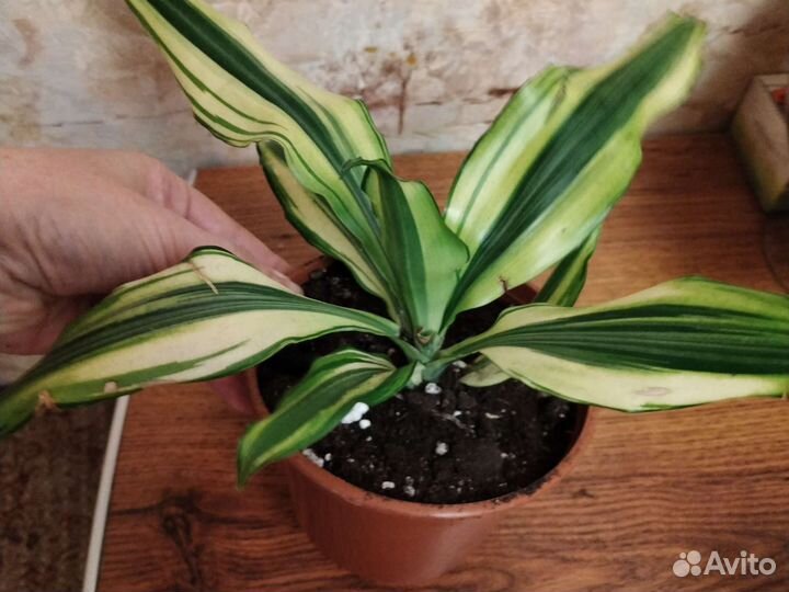 Драцена душистая 