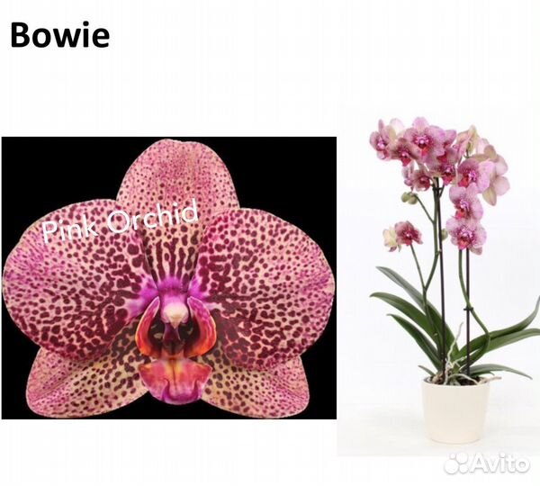 Подростки фаленопсисы в 1.7 торф 3 сорта