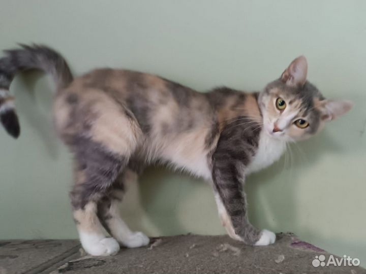 Кошка Мила)