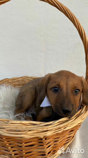 Мальчик в добрые руки