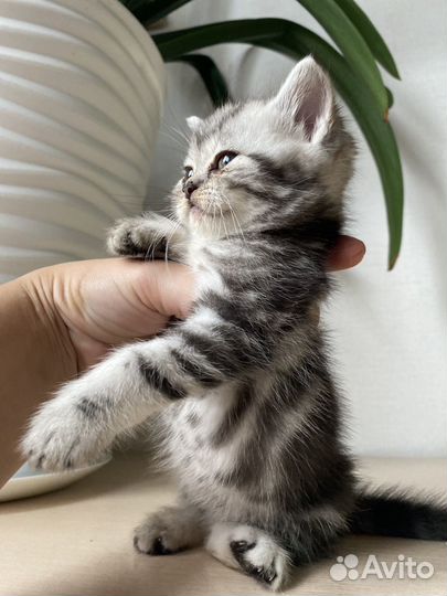 Шотландская девочка