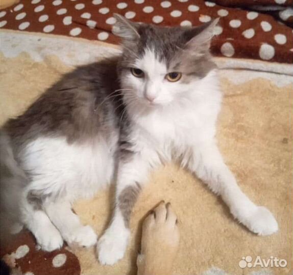 Веселая и игривая кошечка Ася ищет дом