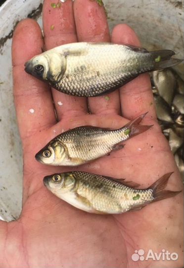 Живец карась