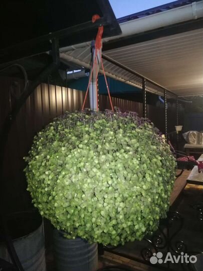 Каллизия ползучая в кашпо