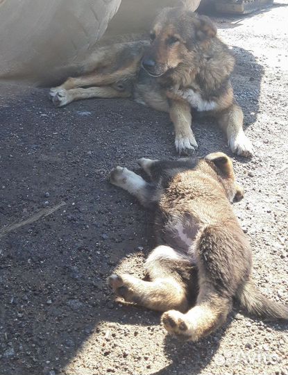 Щенок 2 месяца, добрый и общительный